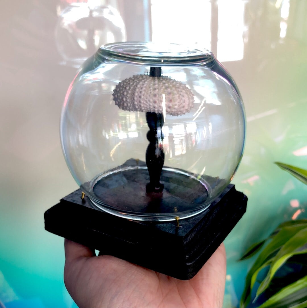 Urchin Dome Pixley's Oddities