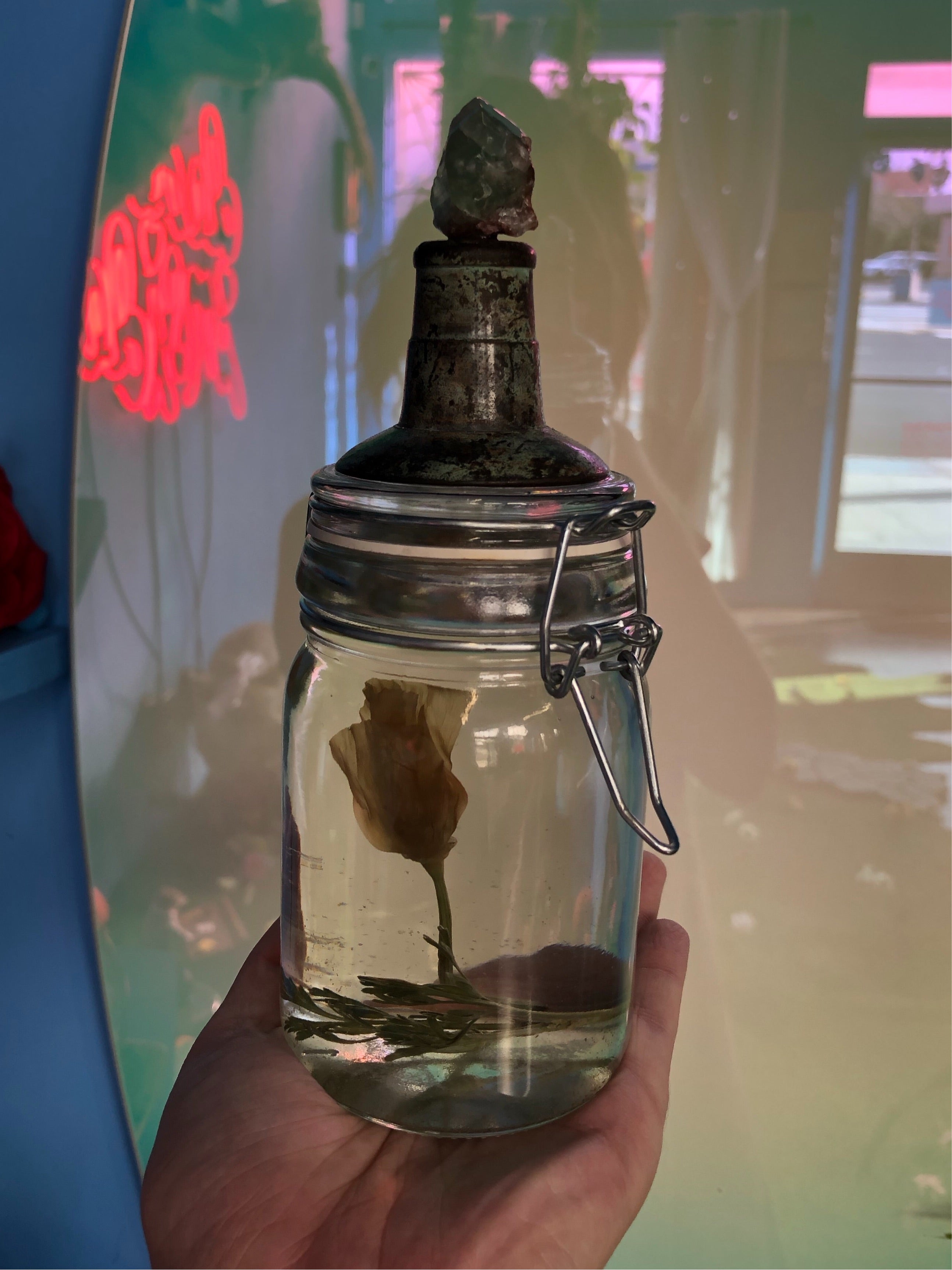 California Poppy Wet Specimen Pixley's Oddities