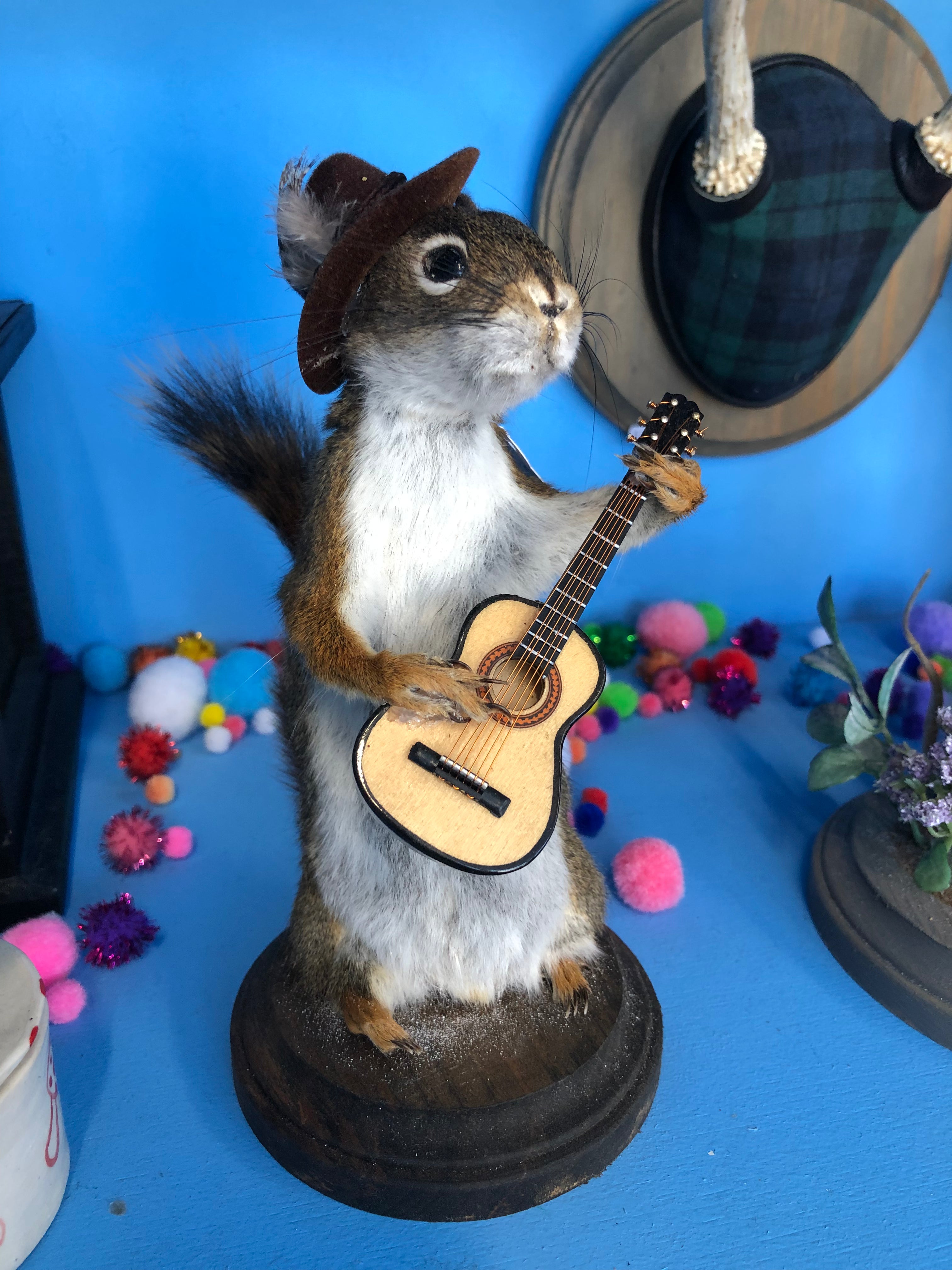The Minstrel Squirrel Taxidermy by Nikki Deerest Pixley's Oddities