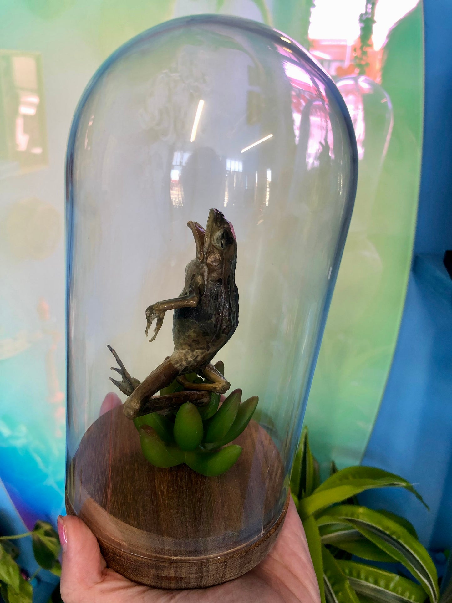 Frog Taxidermy Dome