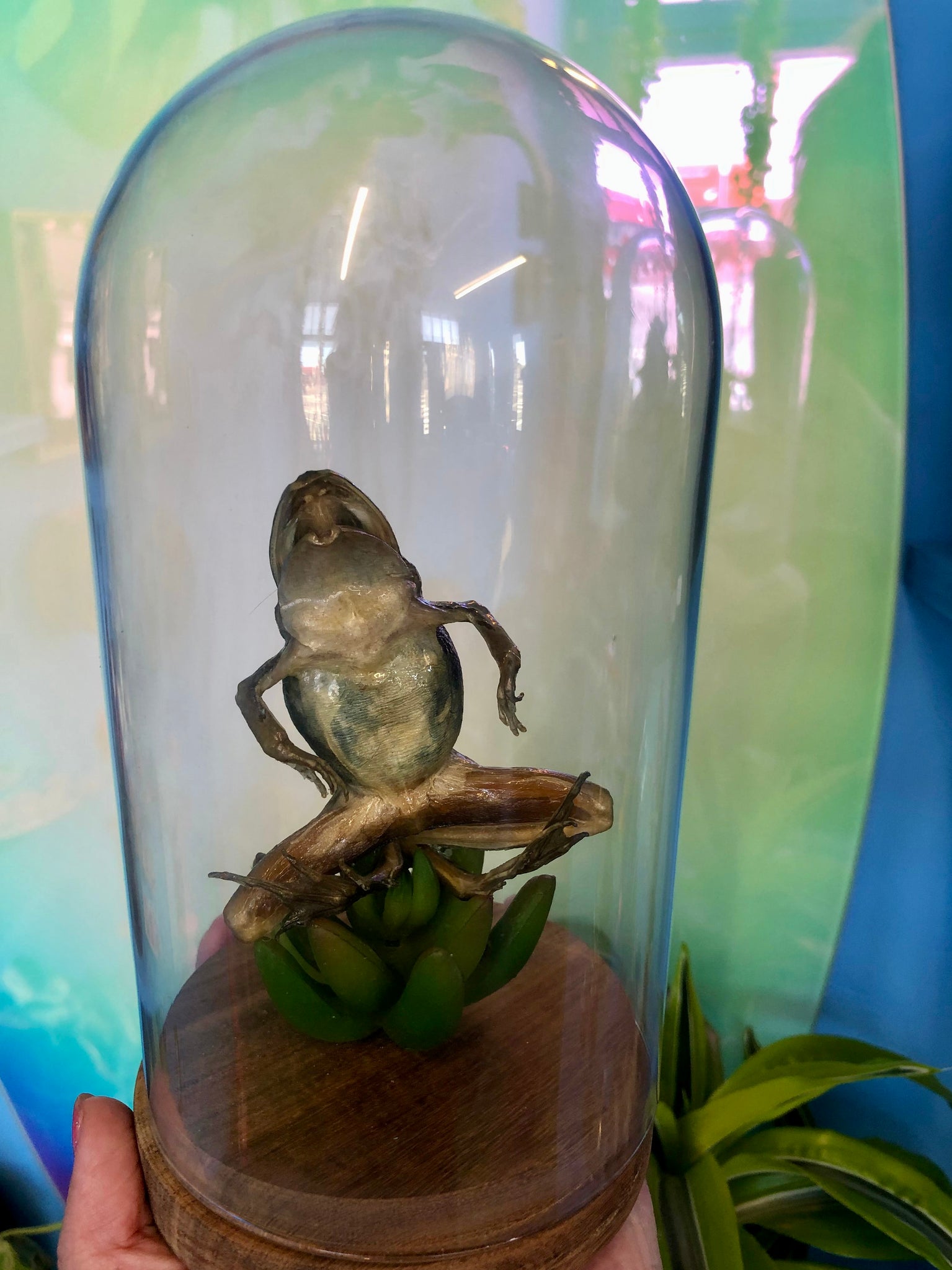 Frog Taxidermy Dome Pixley's Oddities