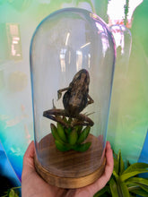 Load image into Gallery viewer, Frog Taxidermy Dome
