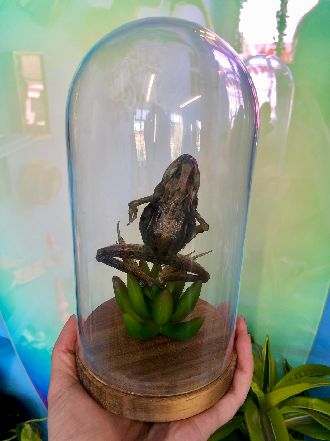 Frog Taxidermy Dome