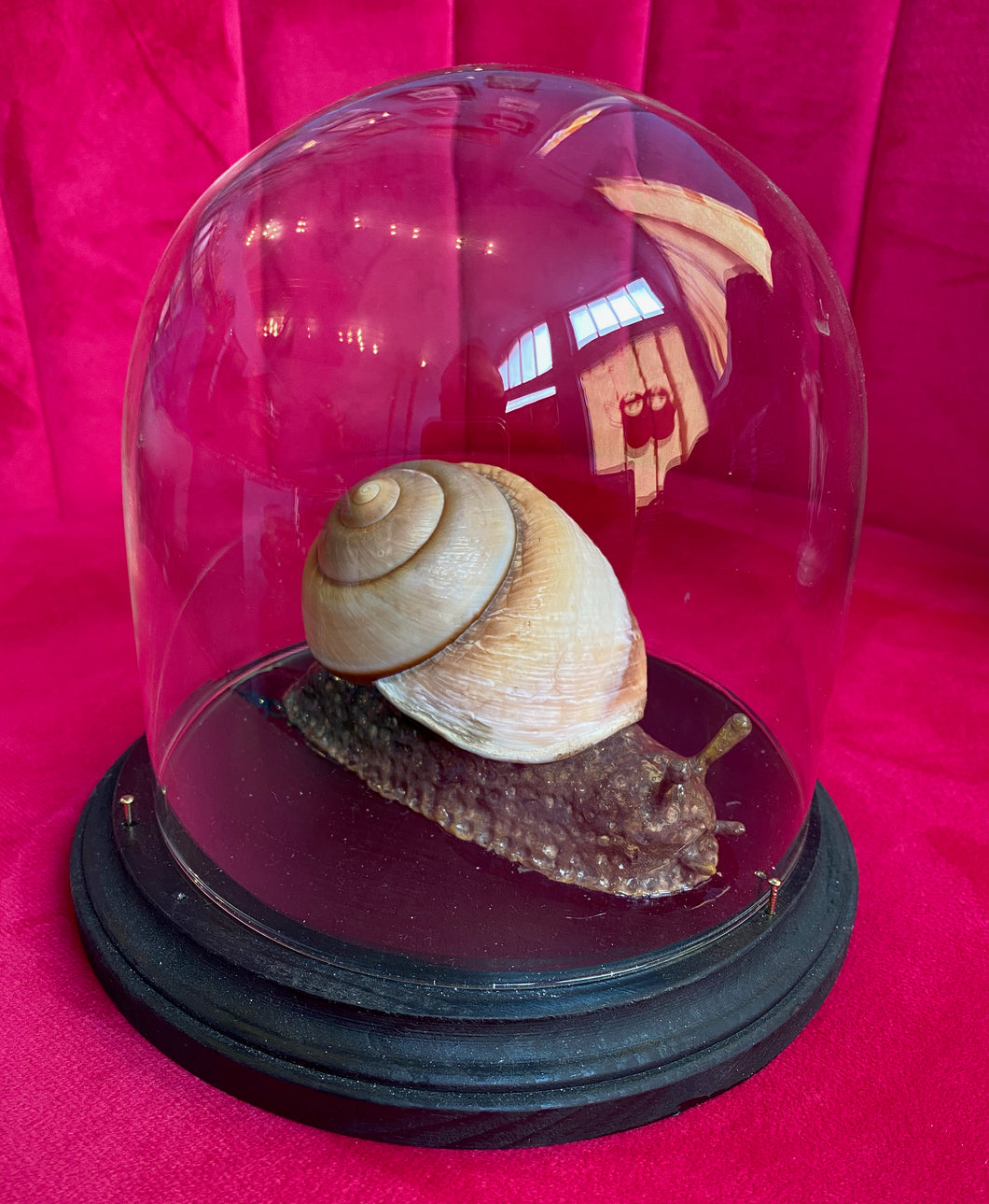 Giant Snail in Display Dome made by Emily Binard