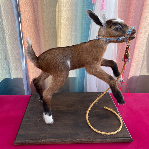 taxidermy tools – Biodiversity Heritage Library
