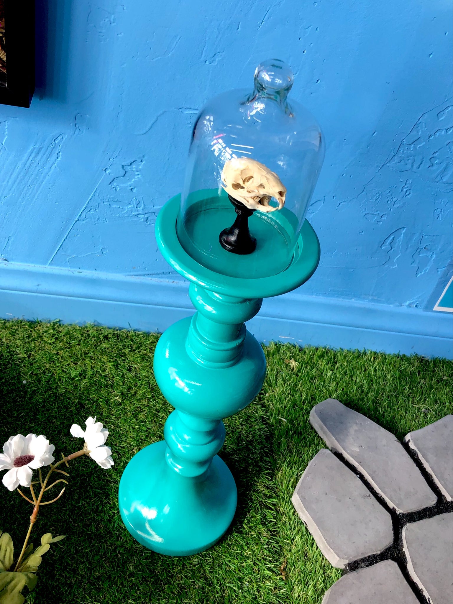 Guinea Pig Skull Dome Pixley's Oddities